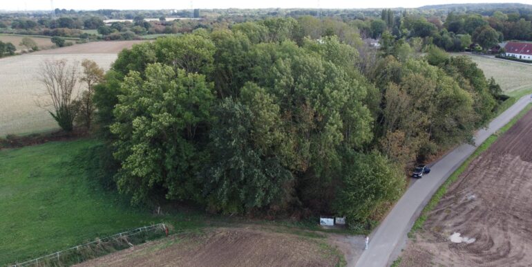 Blick auf's Wäldchen