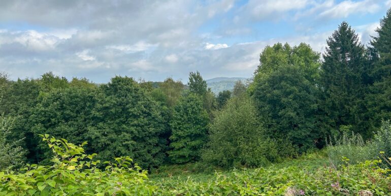 Grüner Ausblick von der Terrasse